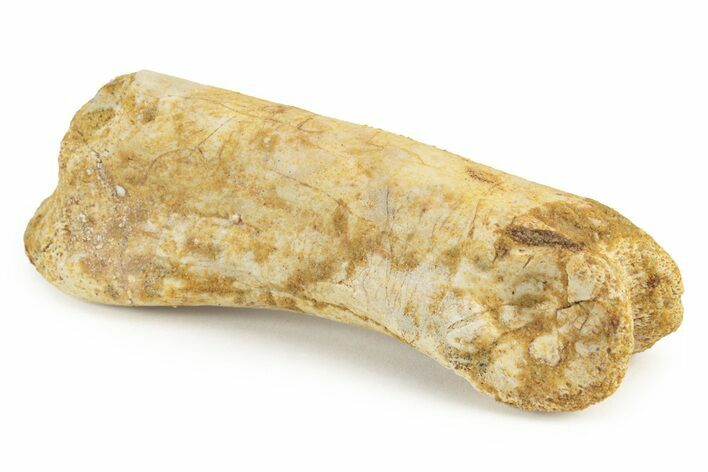 Fossil Toe Bone - Kem Kem Beds, Morocco #241027